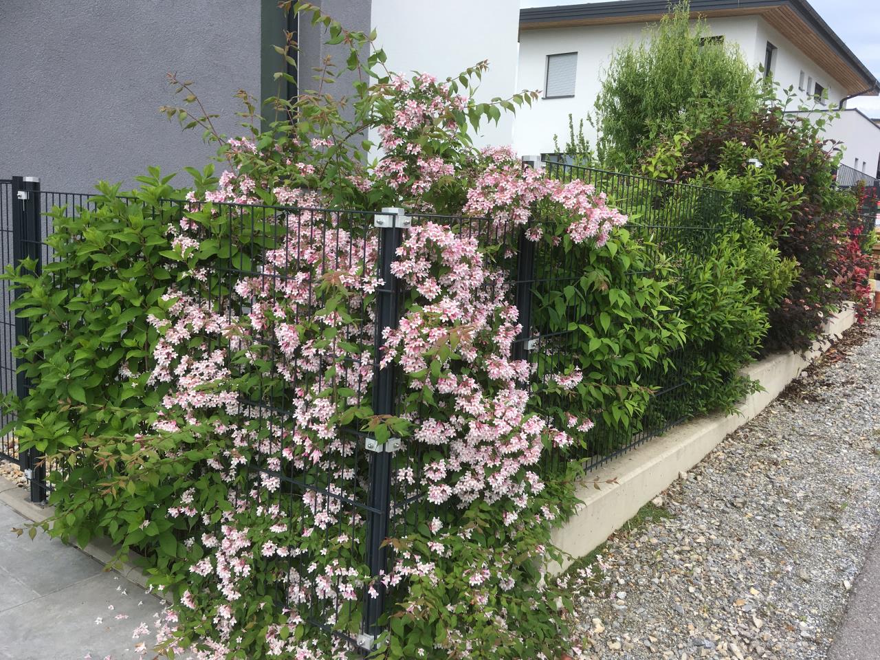 Pflanzabstand Baum Grenze Pflanzabstand Baum Grenze